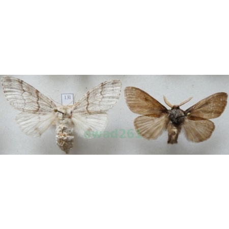 Calliteara pudibunda (Linnaeus, 1758) pair Szczotecznica szarawka Czech13l